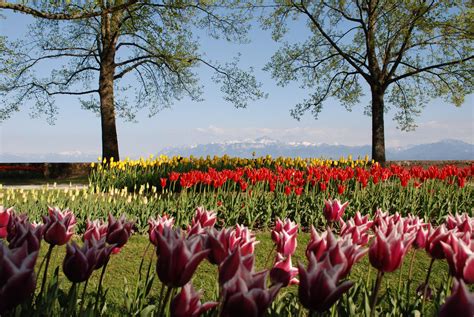 morges tulpen|Fête de la Tulipe 